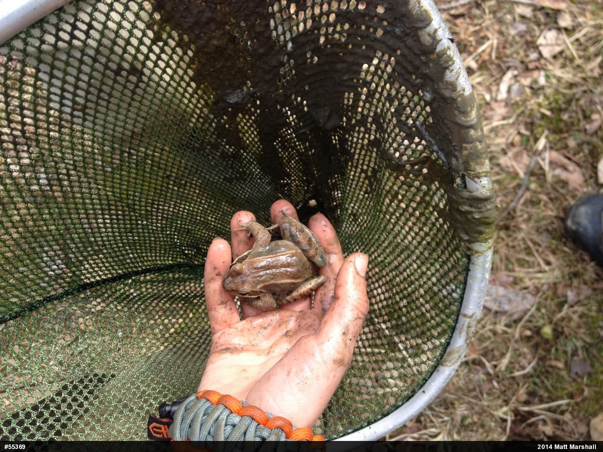 Wood Frog