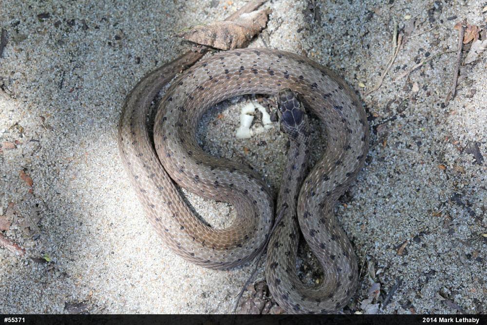 Dekay's Brownsnake
