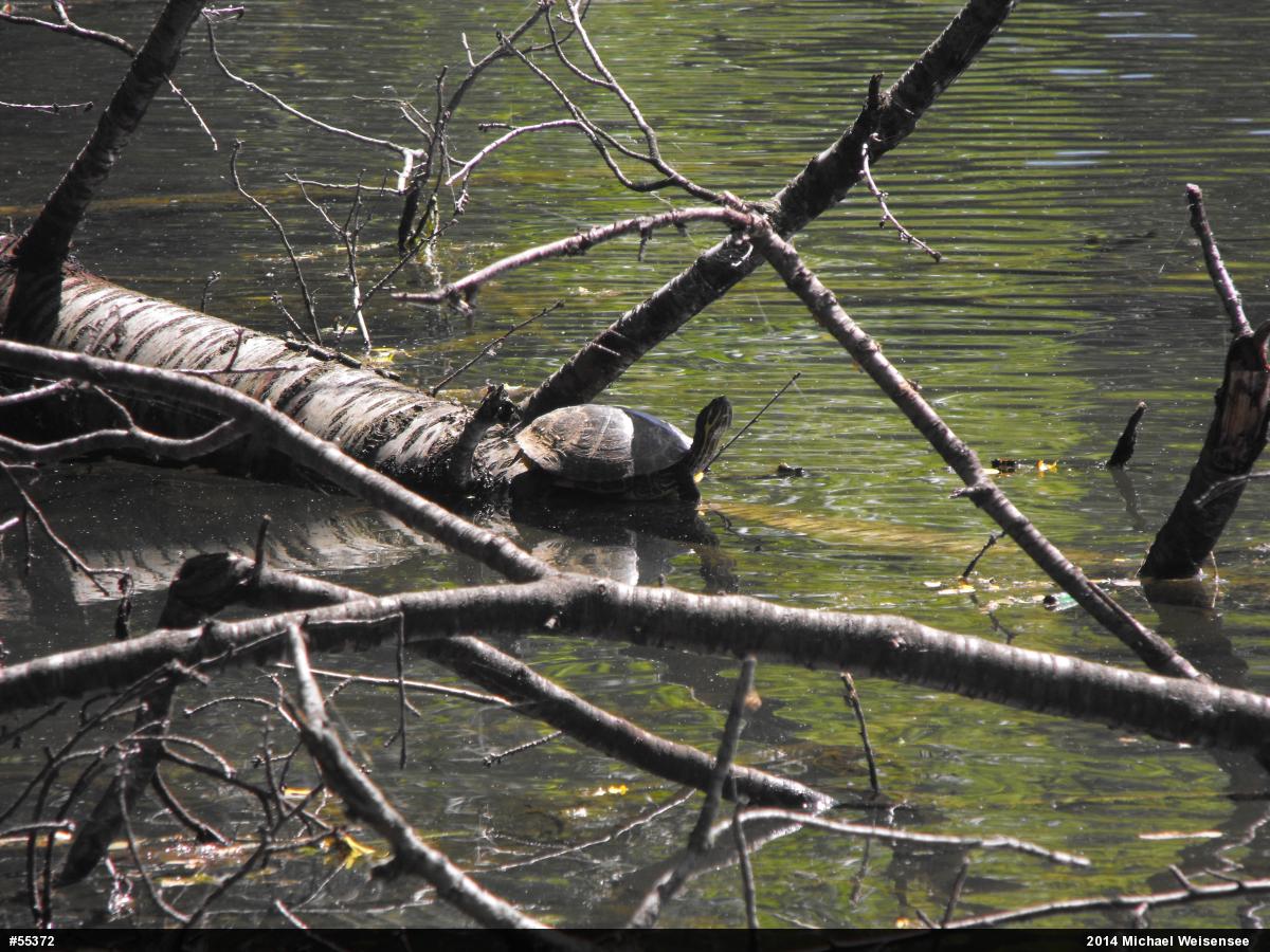 Pond Slider