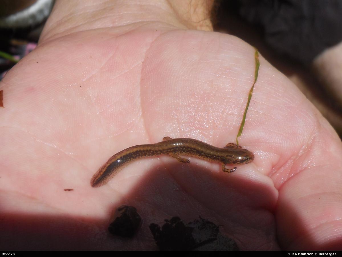 Northern Two-lined Salamander