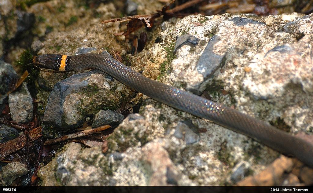 Northern Ring-necked Snake