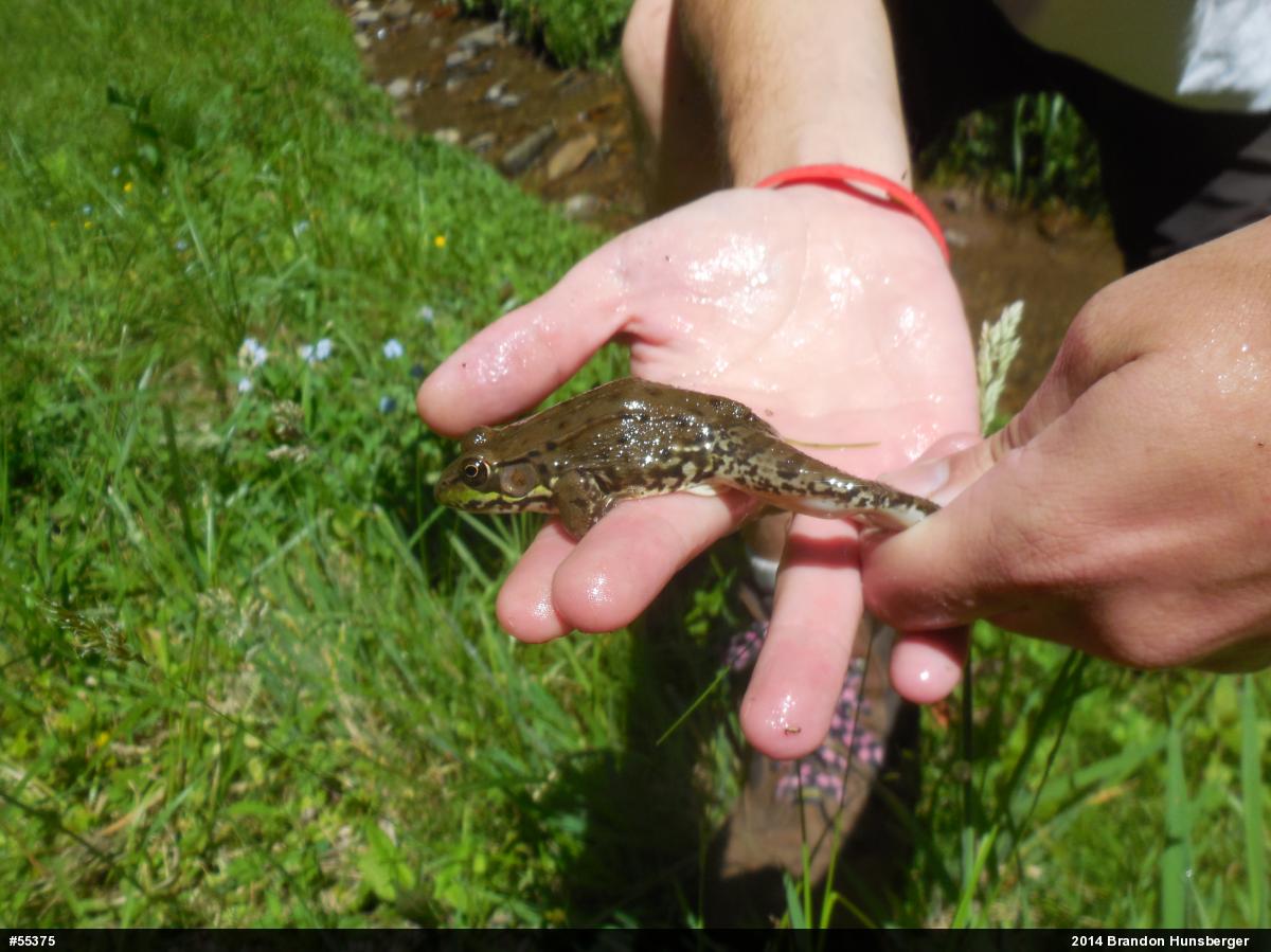 Green Frog