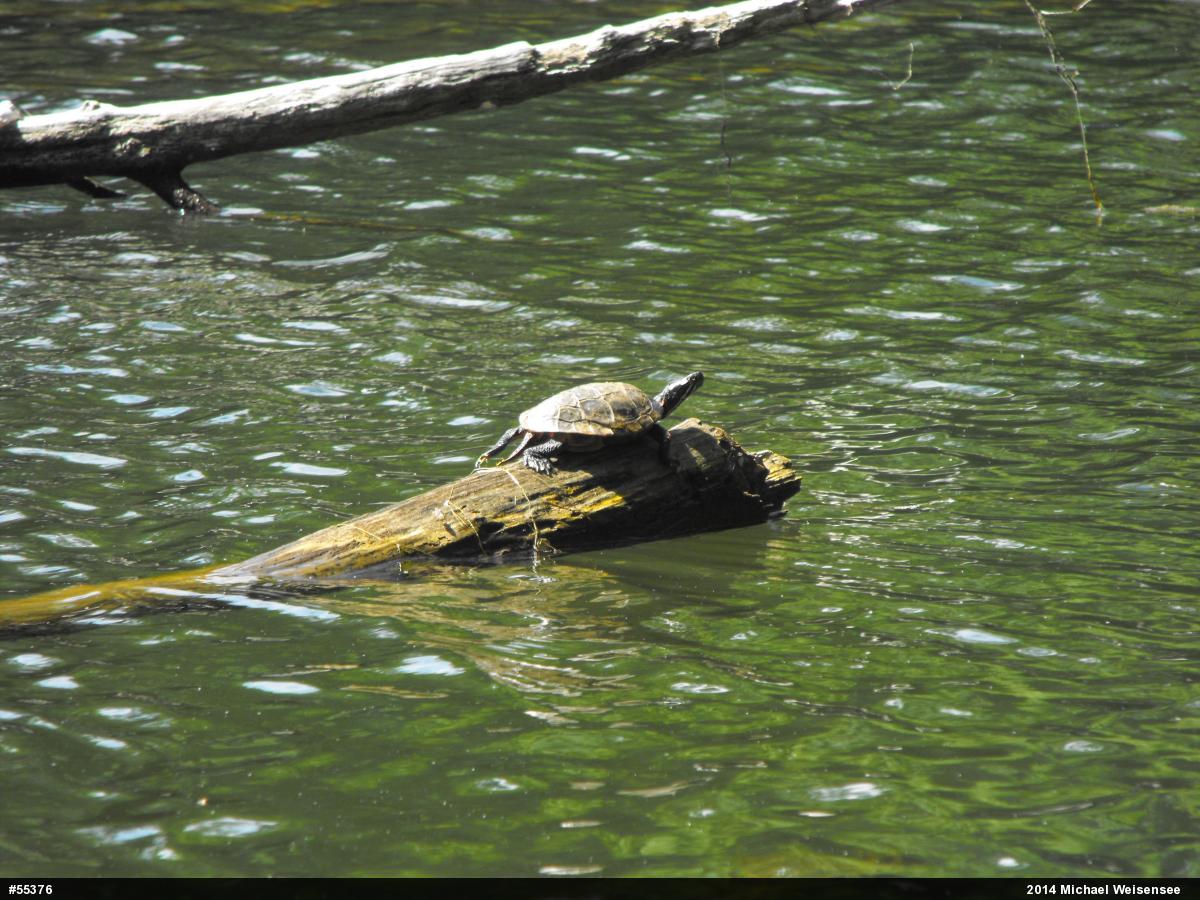 Painted Turtle