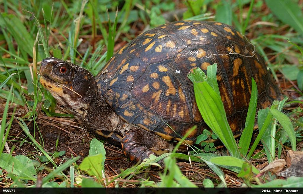 Eastern Box Turtle