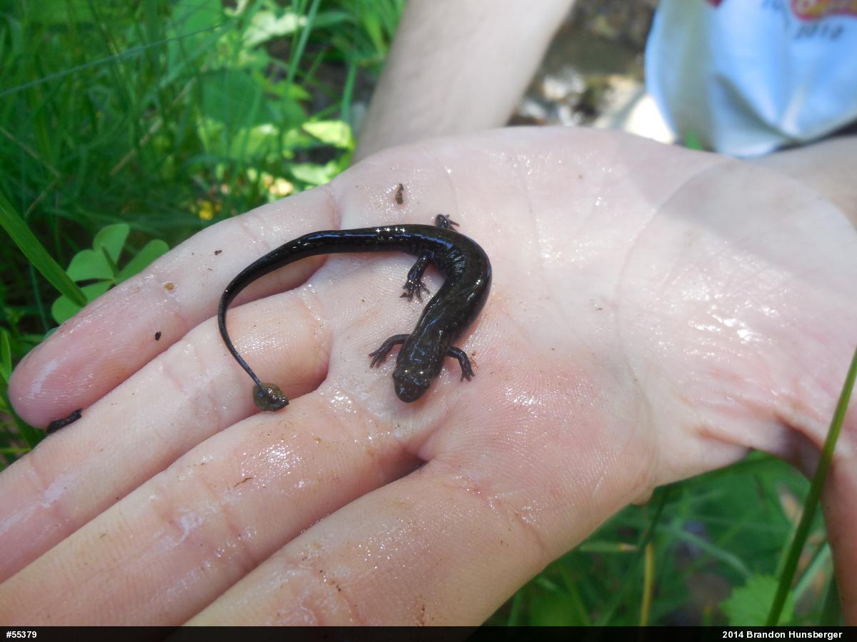 Allegheny Mountain Dusky Salamander