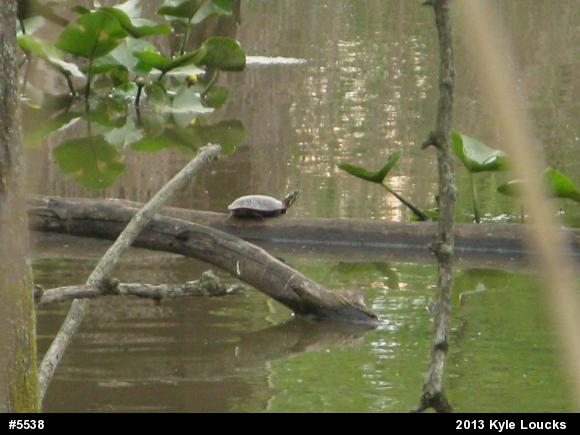 Painted Turtle