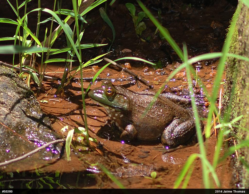 American Bullfrog
