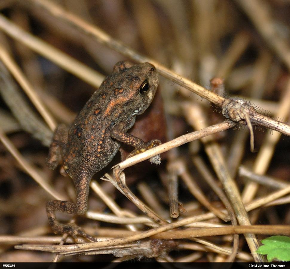 Eastern American Toad