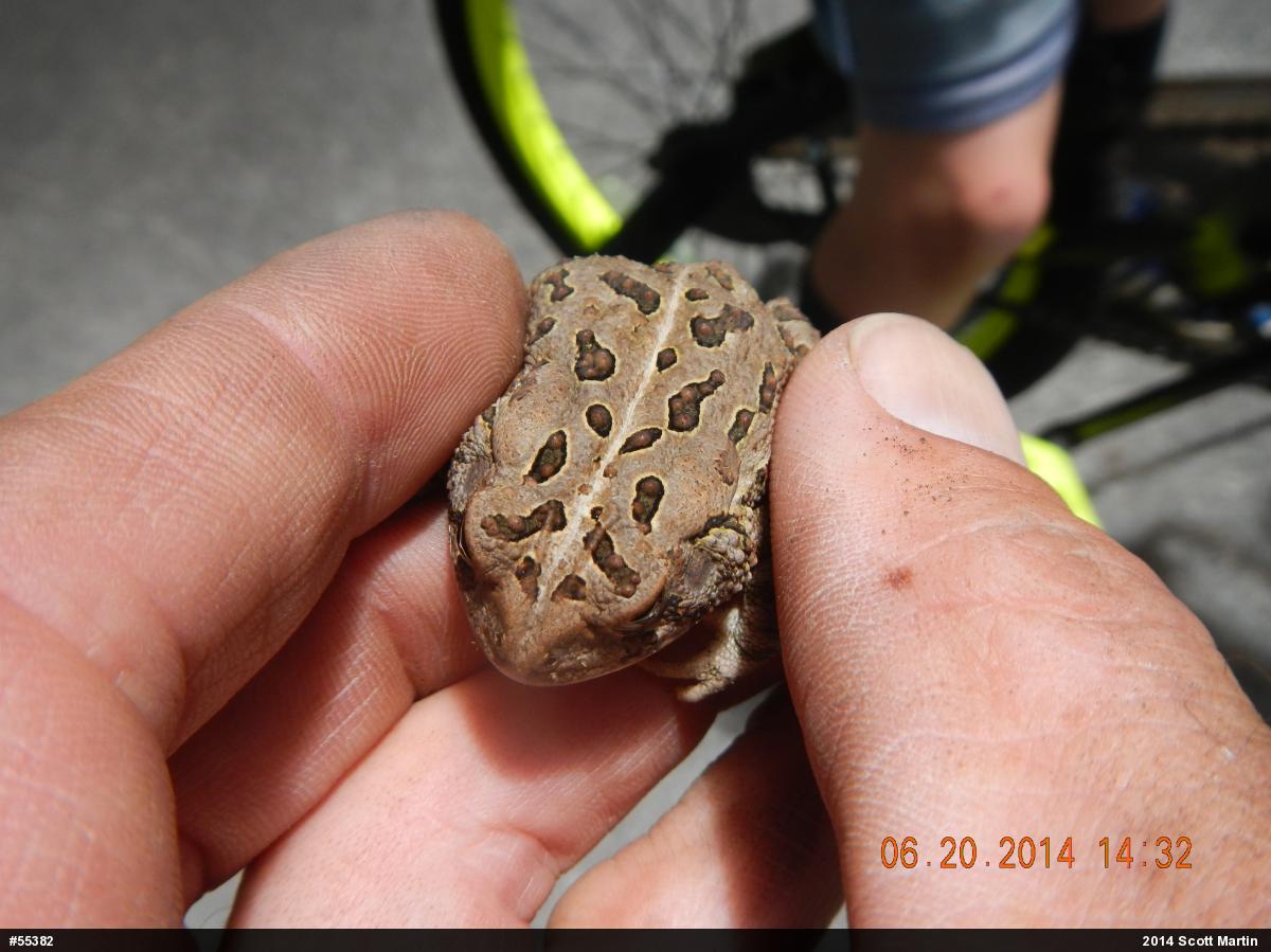 Fowler's Toad