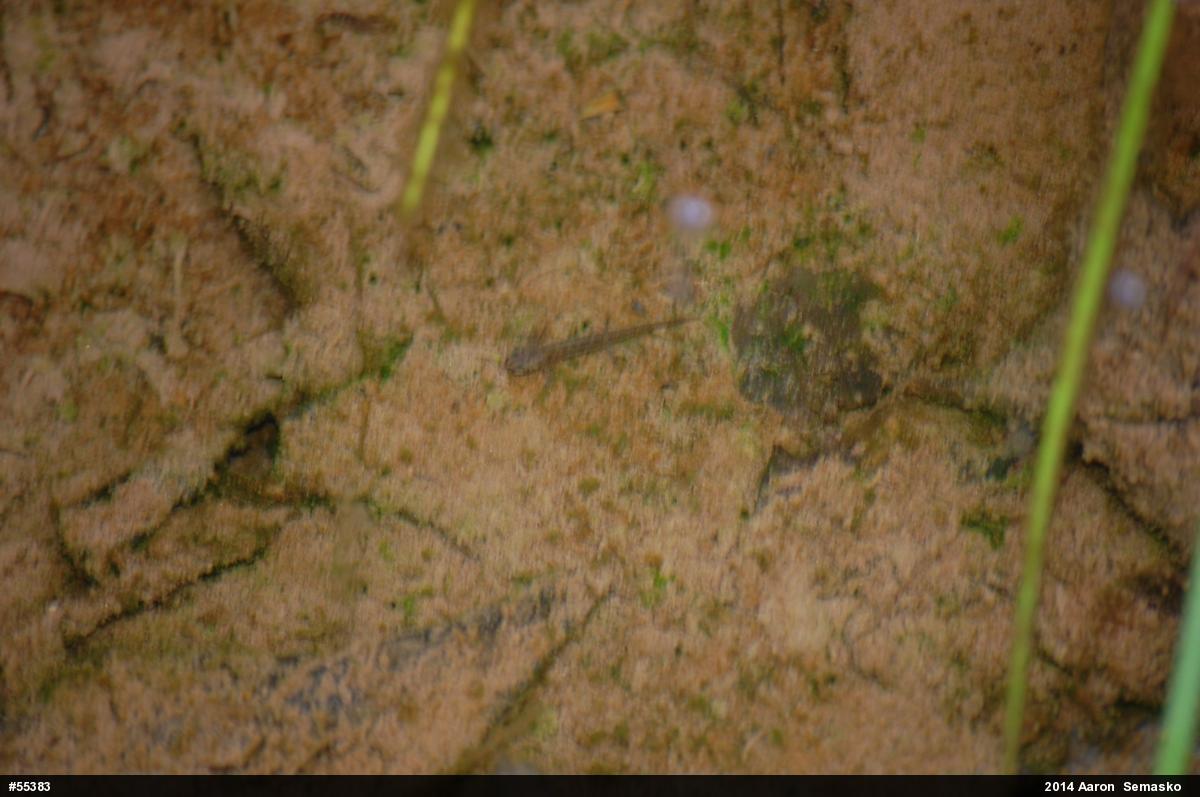 Four-toed Salamander