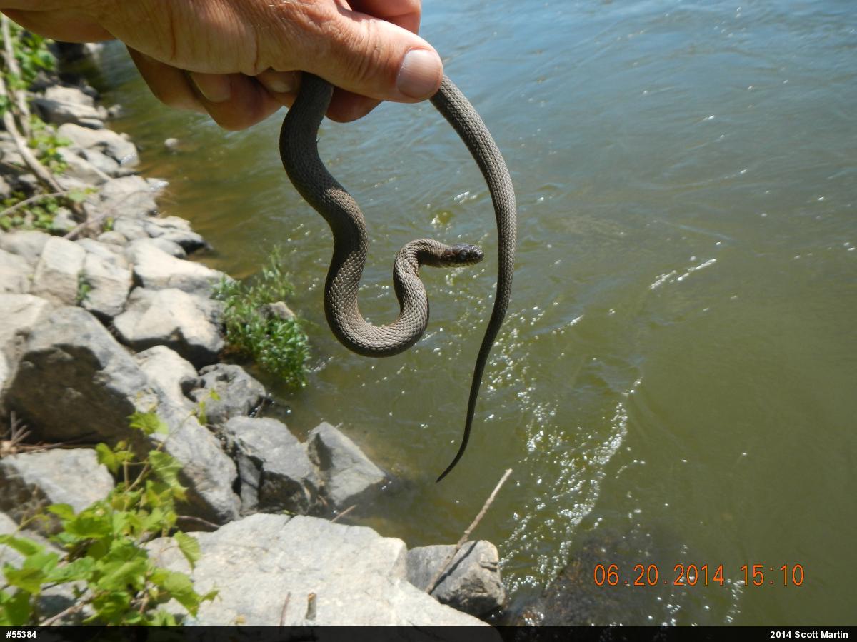 Northern Watersnake