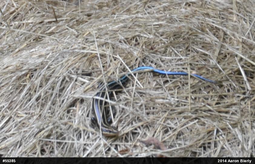 Common Five-lined Skink