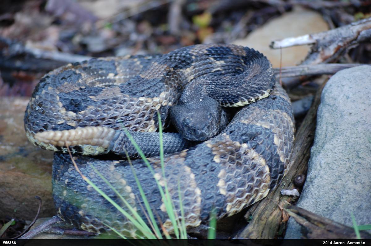 Timber Rattlesnake