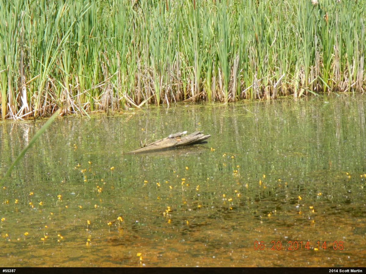 Painted Turtle