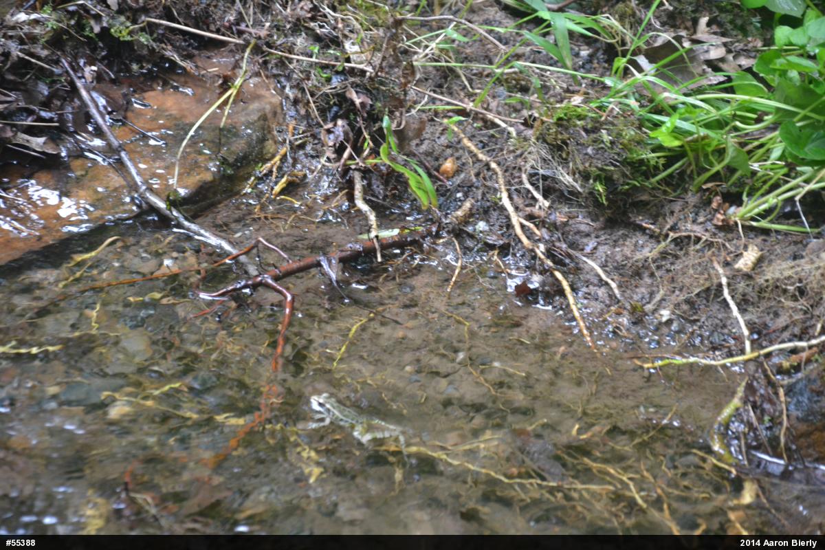 Pickerel Frog