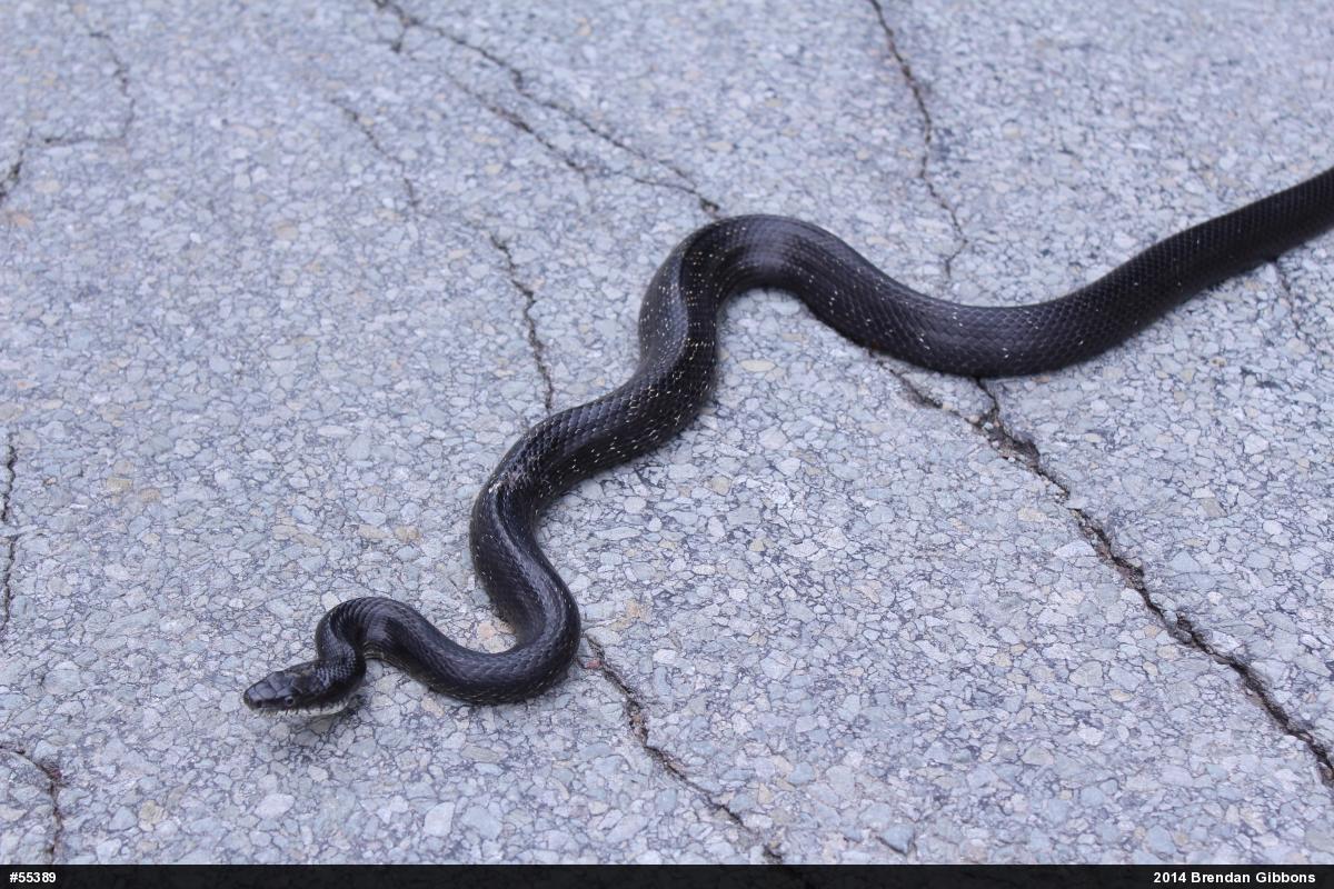 Eastern Ratsnake