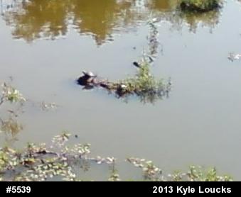 Eastern Painted Turtle