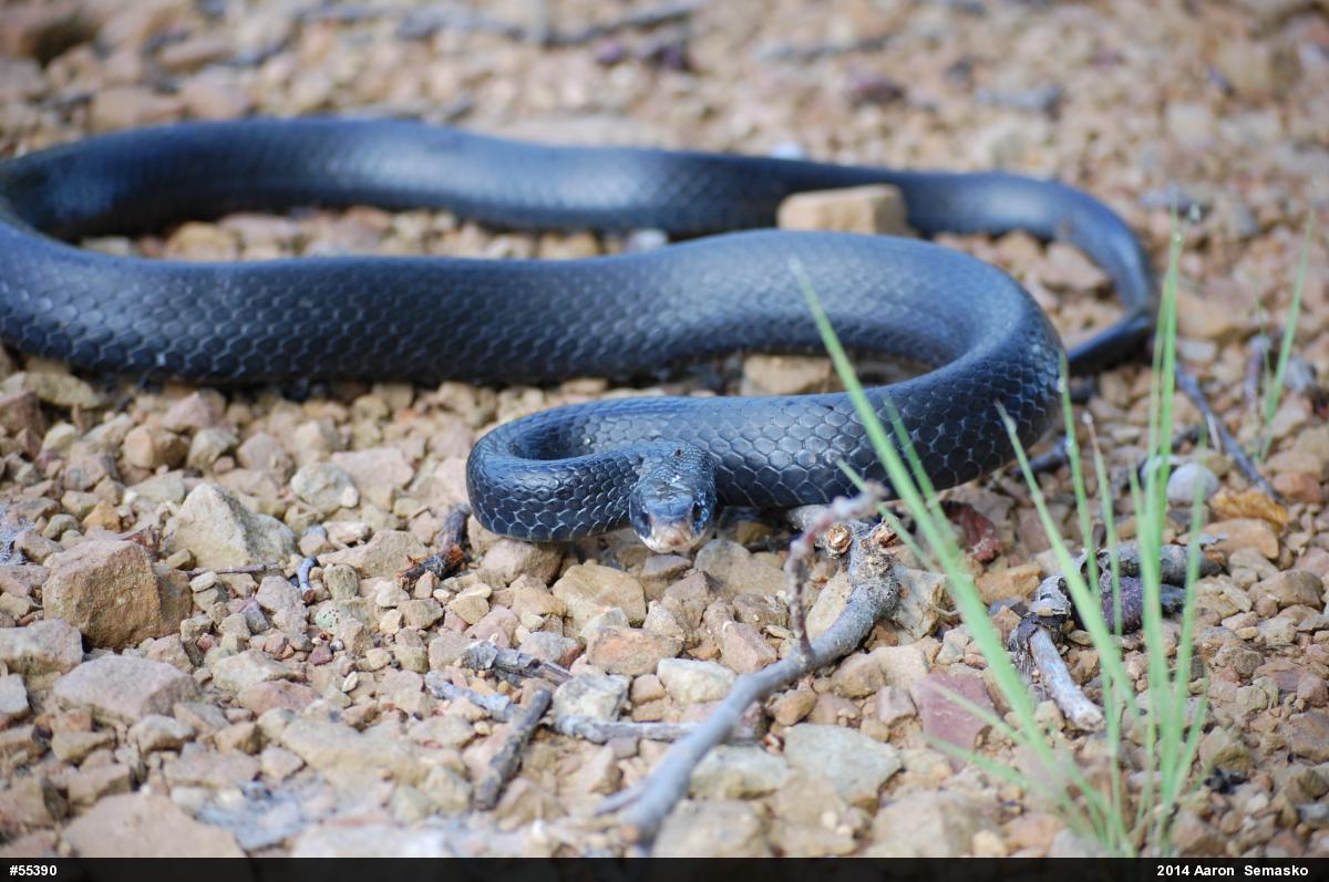 Northern Black Racer