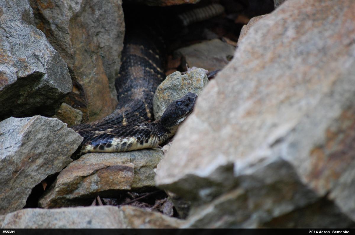 Timber Rattlesnake