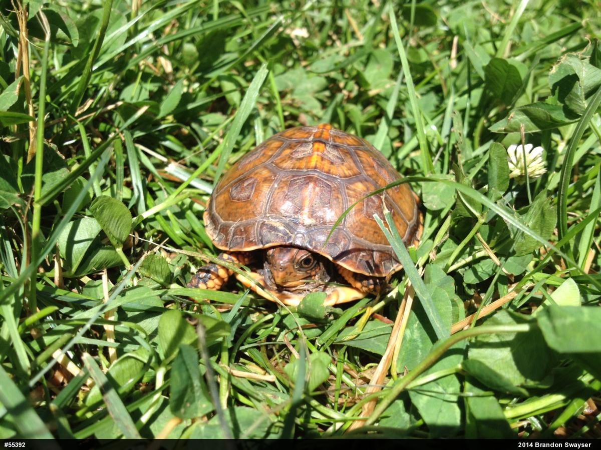 Eastern Box Turtle