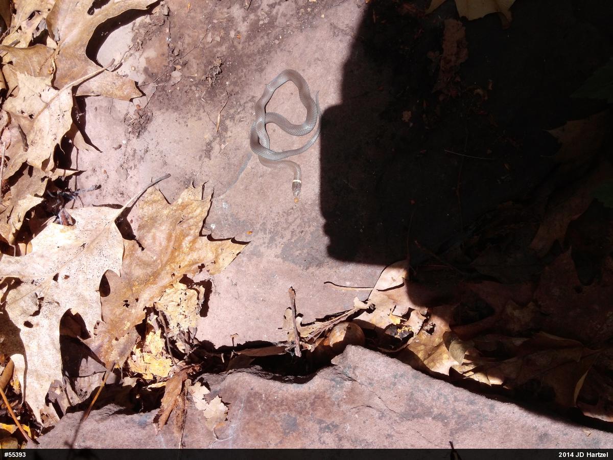 Northern Ring-necked Snake