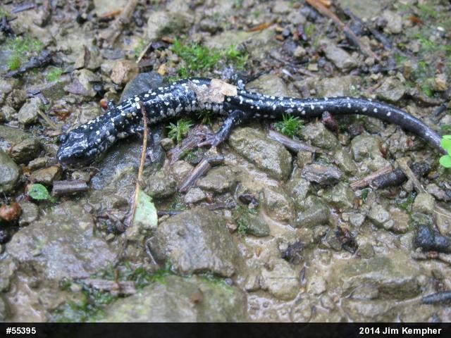 Northern Slimy Salamander