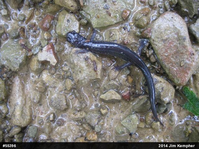 Allegheny Mountain Dusky Salamander
