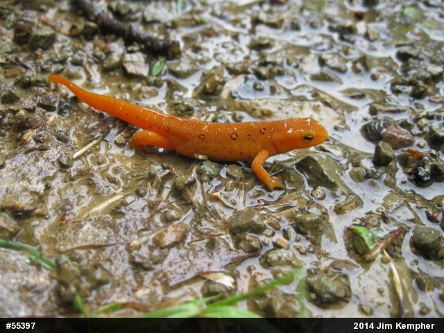 Red-spotted Newt