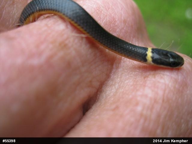 Northern Ring-necked Snake