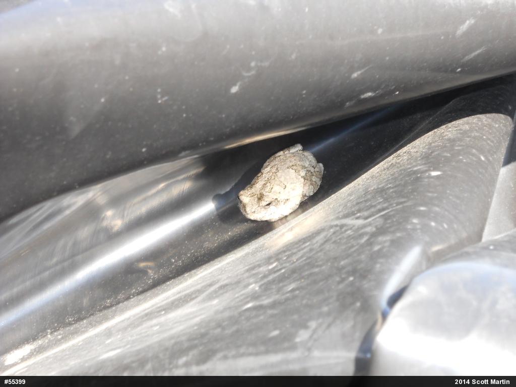 Unknown Gray Treefrog