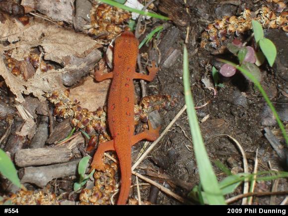 Red-spotted Newt