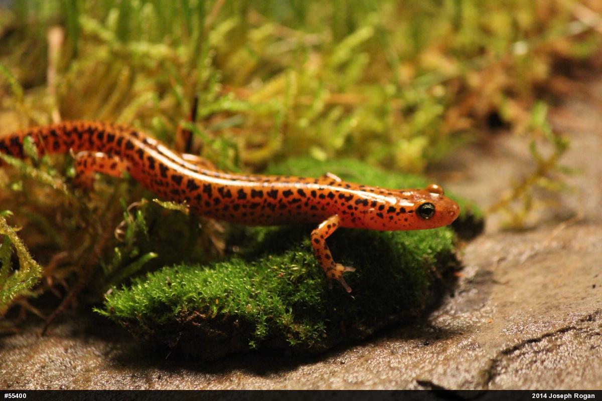 Eastern Long-tailed Salamander