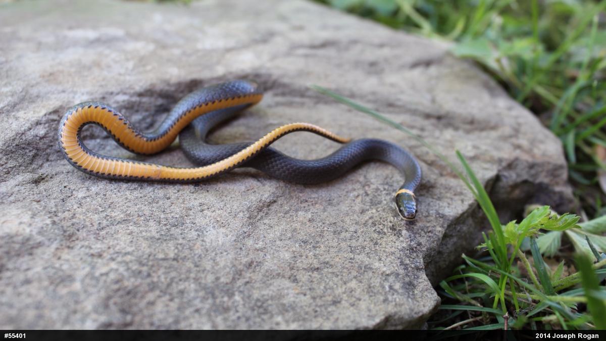 Northern Ring-necked Snake