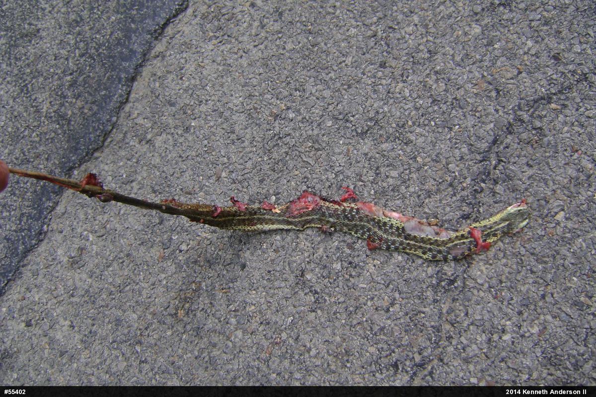 Eastern Gartersnake