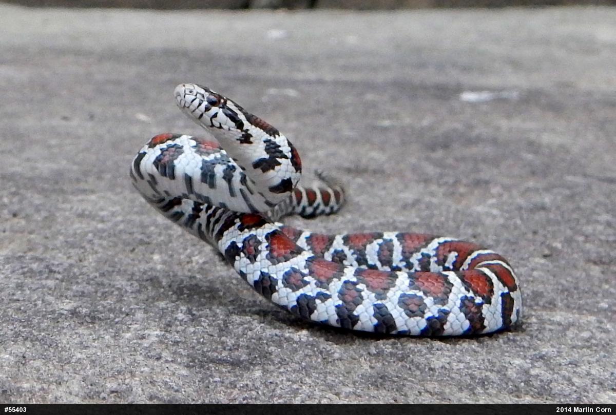 Eastern Milksnake
