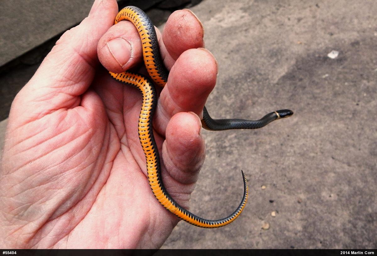 Northern Ring-necked Snake