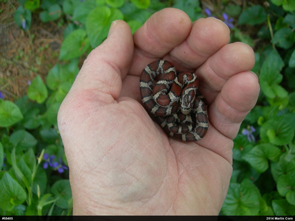 Eastern Milksnake