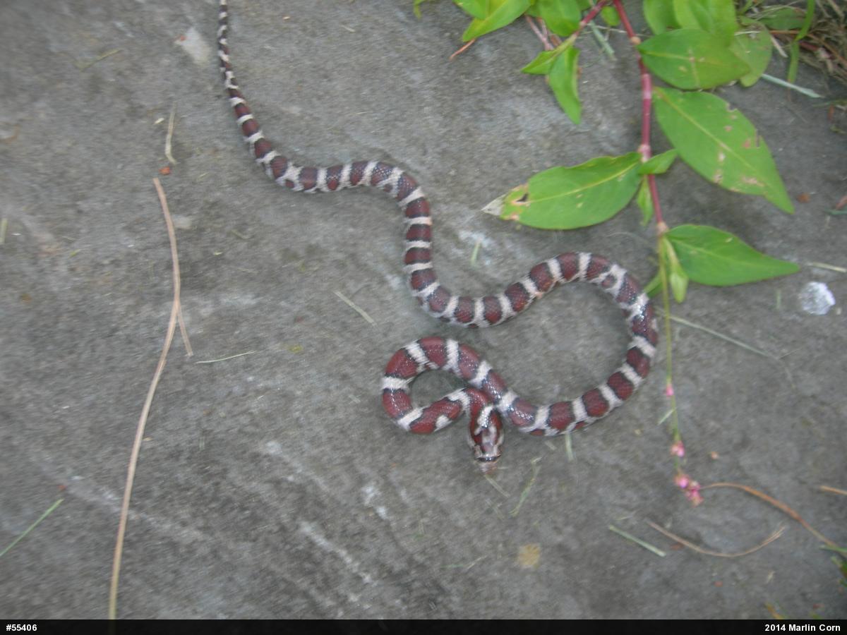 Eastern Milksnake