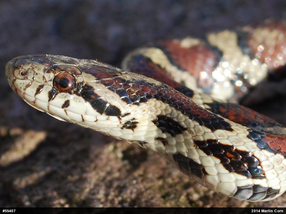 Eastern Milksnake
