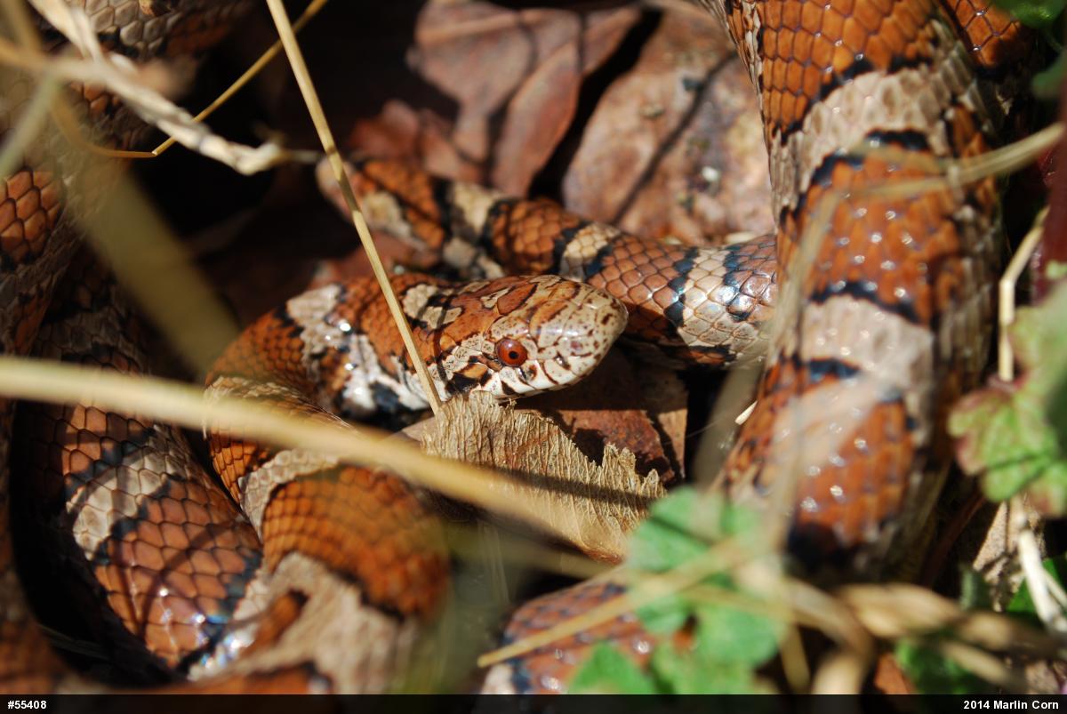 Eastern Milksnake