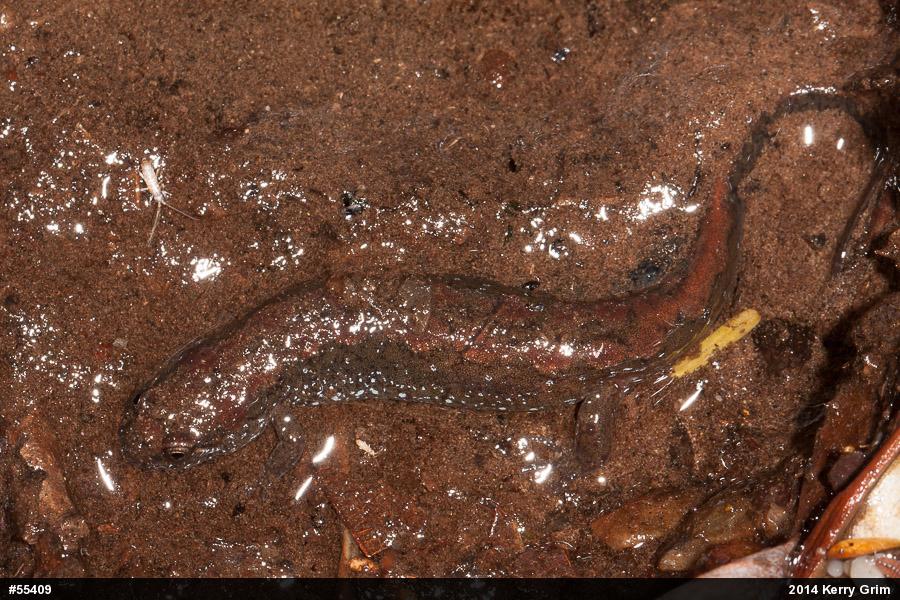Northern Dusky Salamander
