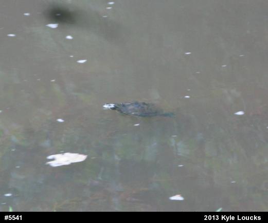 Eastern Painted Turtle