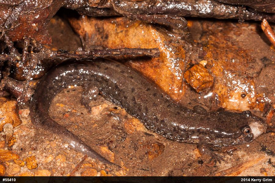Northern Dusky Salamander