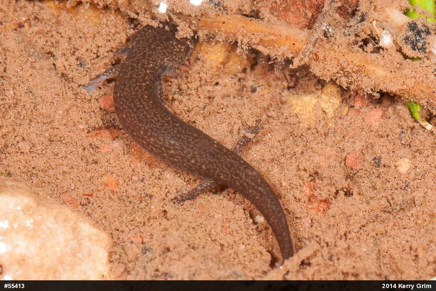Northern Spring Salamander