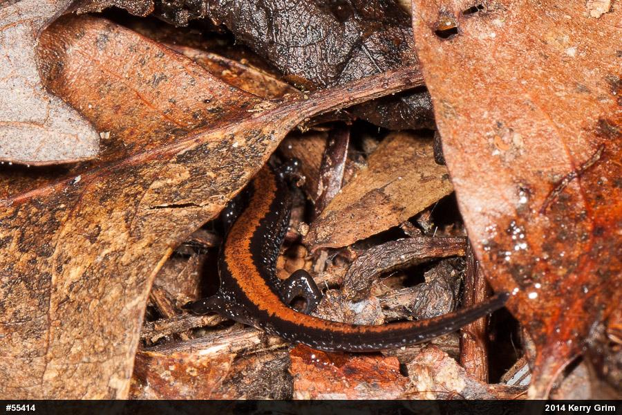 Eastern Red-backed  Salamander