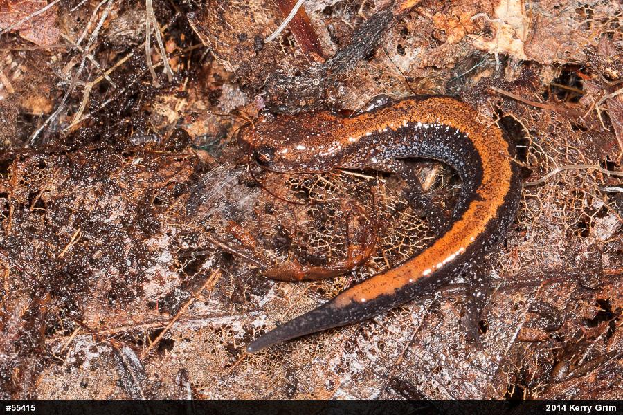 Eastern Red-backed  Salamander