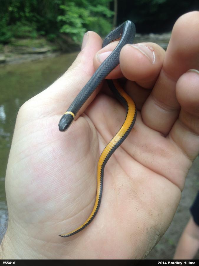Northern Ring-necked Snake