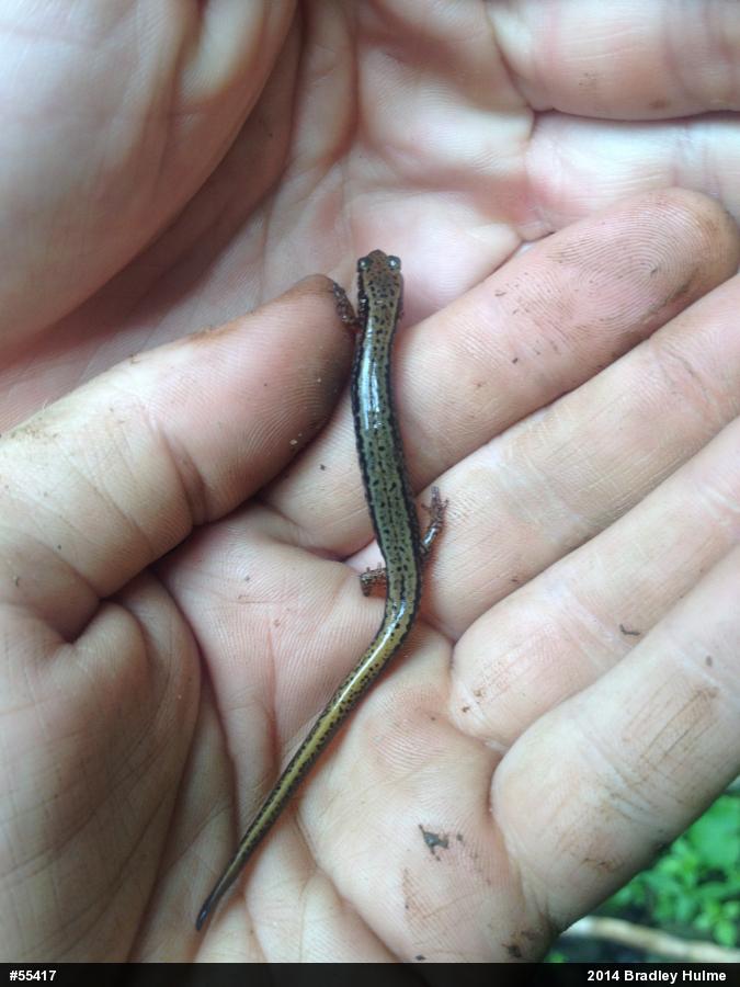 Northern Two-lined Salamander