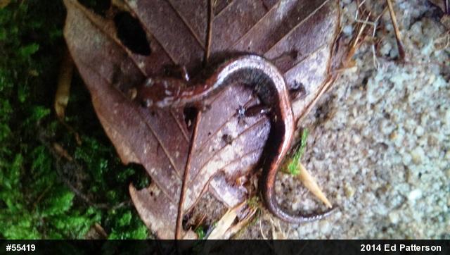 Eastern Red-backed  Salamander