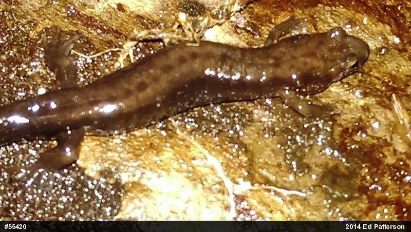 Allegheny Mountain Dusky Salamander